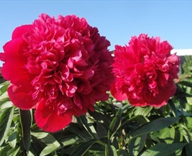 diana ferrari peonies